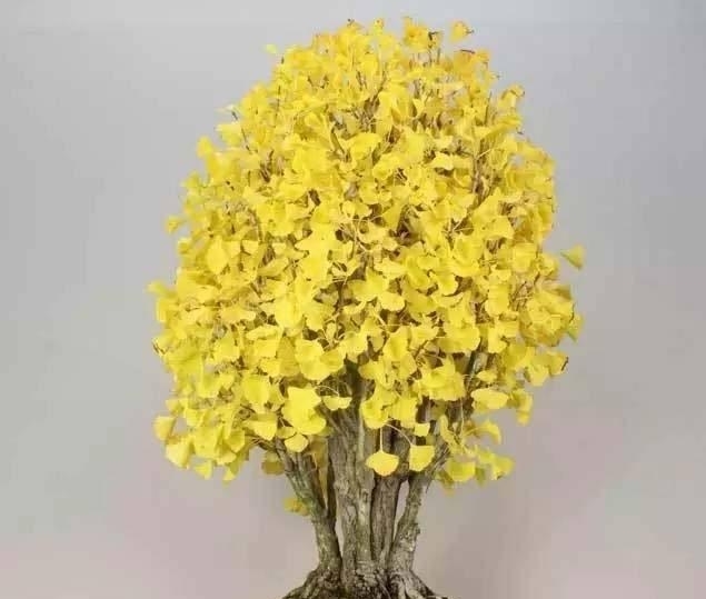 深色树皮更具苍劲感，果实也有特色，银杏树“快速”制作！