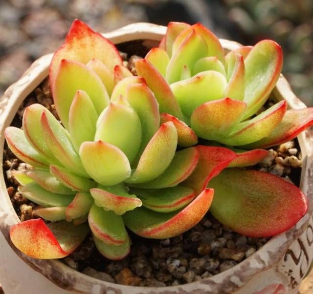  【易学】还在花钱买多肉？教你一盆变N盆，新手易学