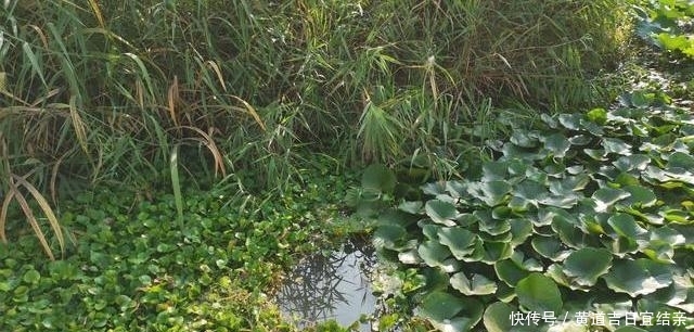 『鱼情』春季夜钓想要鱼获好?四个基本的夜钓技巧,你必须要掌握