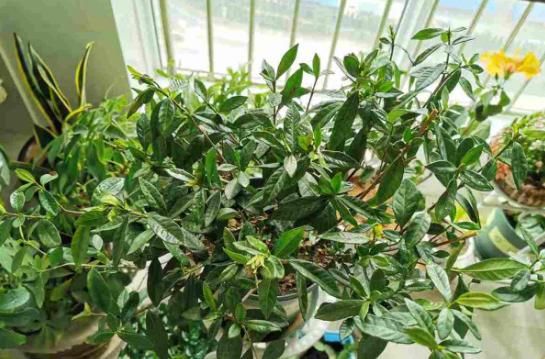  『用温水浇花』温水也可以浇花？浇完就疯长，比施肥还有用！