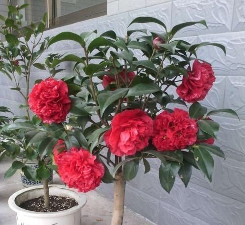  #盆栽茶花#养茶花，一个浇水小细节，不掉叶、开花多、长得壮，一盆养多年