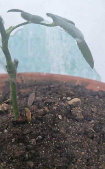  『红掌』让花盆里养的红掌花开不停，换盆时还能分株，生长期注意给肥