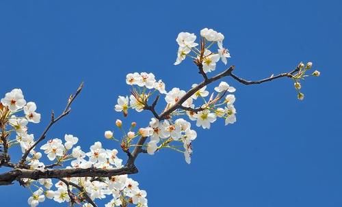 「如同」梨花我国约有2000余年的栽培历史，春季开花，花色洁白，如同雪花
