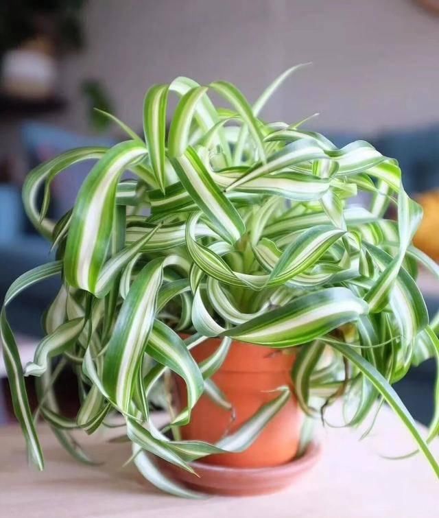  [植物]吊兰的植物美学：这几款美美的吊兰，你最爱哪一款？