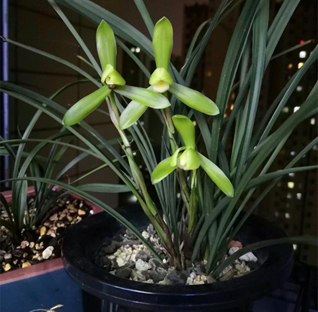 『烂根』养兰花,必备的“多菌灵”,到底应该怎么用?