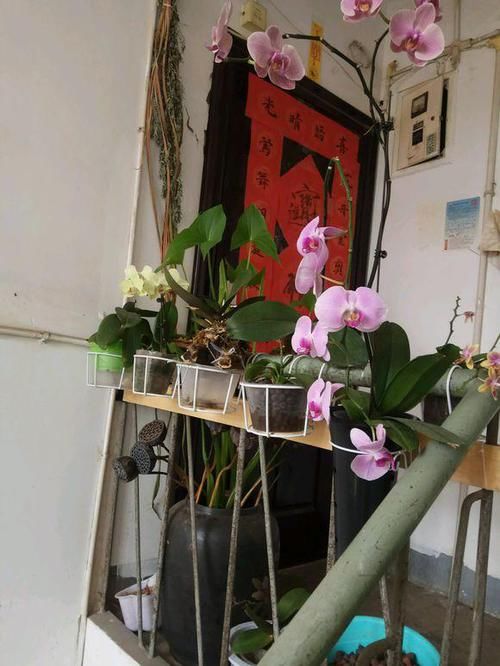  #养育#养育蝴蝶兰，注意这五点！长得好，无虫害，花开俏丽如蝴蝶