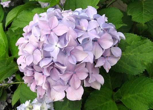  「堪称」这几款花，堪称花界“劳模”，家养一盆千朵花，花朵雍容华贵，美