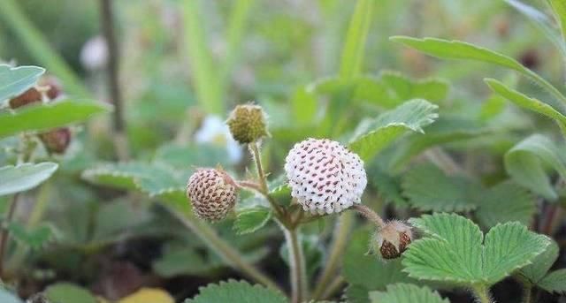  『草莓』藏在草丛里的4种“草莓”，农村娃童年的零食，第4种20元一斤