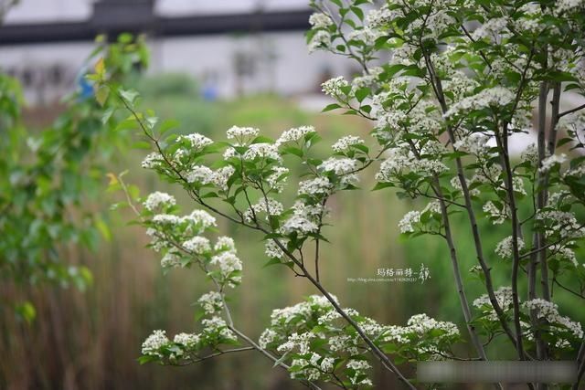  「春天」随笔：那些树果实还没掉都发芽了