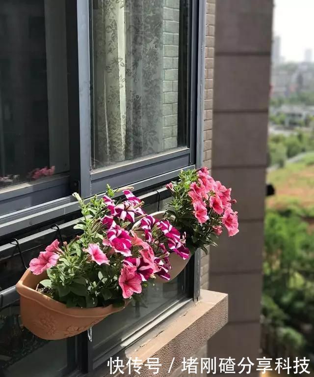  孩子■两个孩子的妈妈，利用空闲时间，在露台打造出一片花的海洋