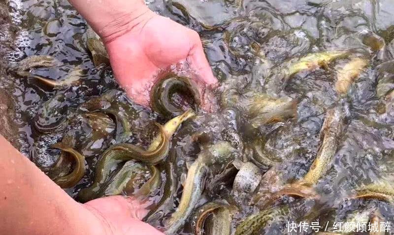 一亩3千斤, 一斤20元, 农民投资60万元, 结果滞销无人理