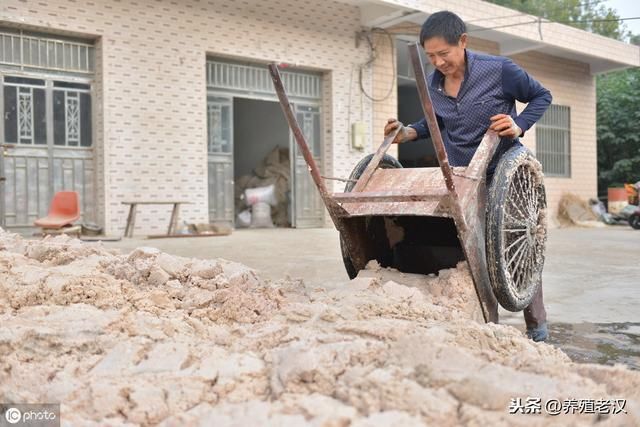 农村养猪：红薯变废为宝，喂猪有妙招！