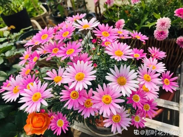 春天:20种春天爆盆花,阳台养一盆,天一暖和就开爆!