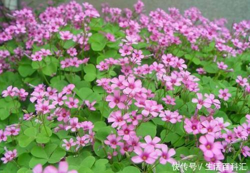 『绿萝』农村常见的3种野草,当盆栽养不输给绿萝,花市买不到