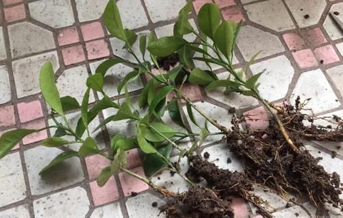  「增加光照」这水果太贵了，吃完留下核，还能种盆栽！