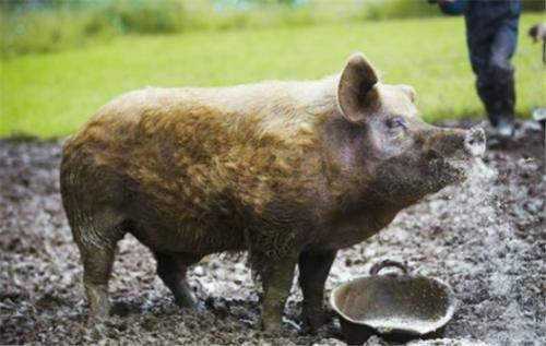 为什么美国能成为全球养猪大国？看看这些操作你就知道了