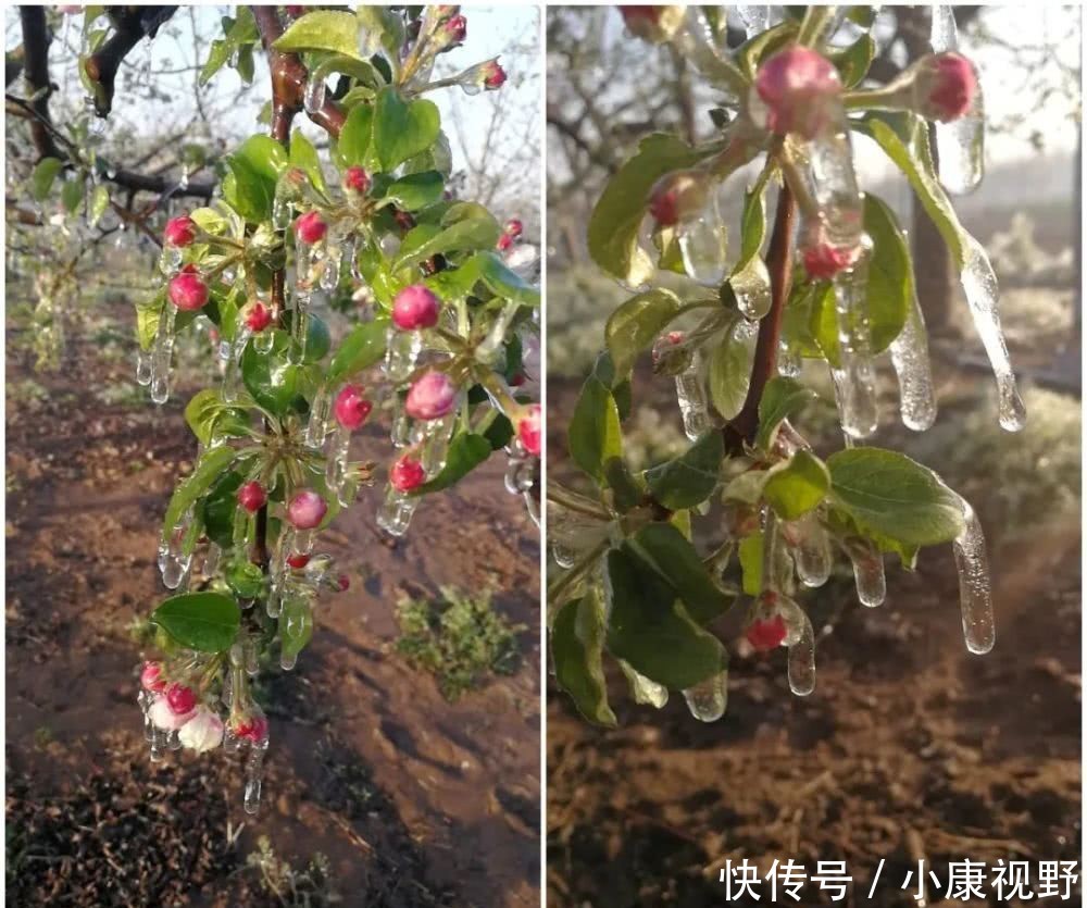  「遭遇」罕见！北方多省遭遇大霜冻，云南下冰雹！这些补救措施请查收！