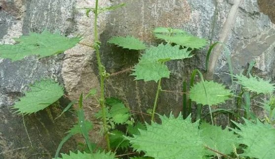  「良药」农村一种野草，人称“蜇人草”，过去见到就拔，如今是