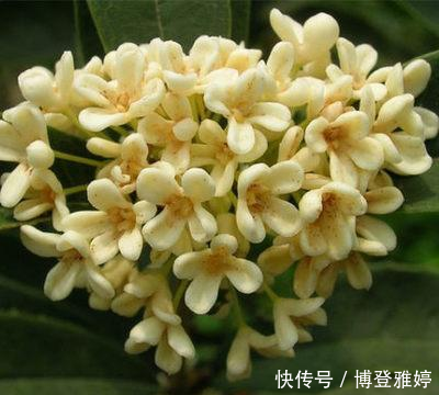 适合@我国这几种花卉,都适合在院子里种植,有条件的建议种几株
