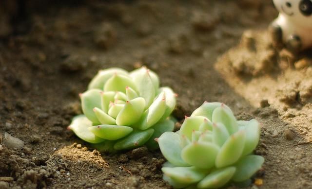  「植物」这3种大戟科的多肉植物有毒，养护的时候，须留心