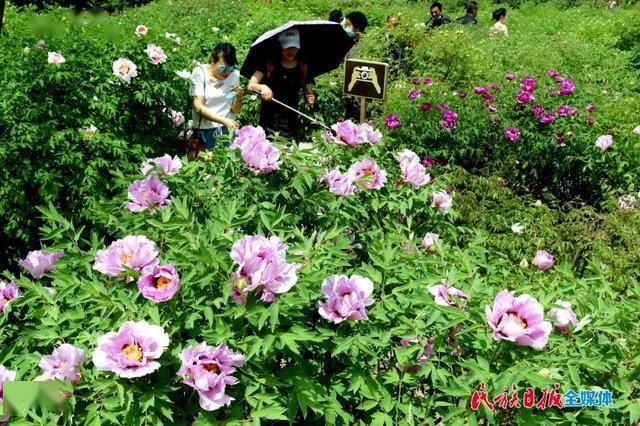 「牡丹花」牡丹花开在临夏 这里有看得见的夏意!
