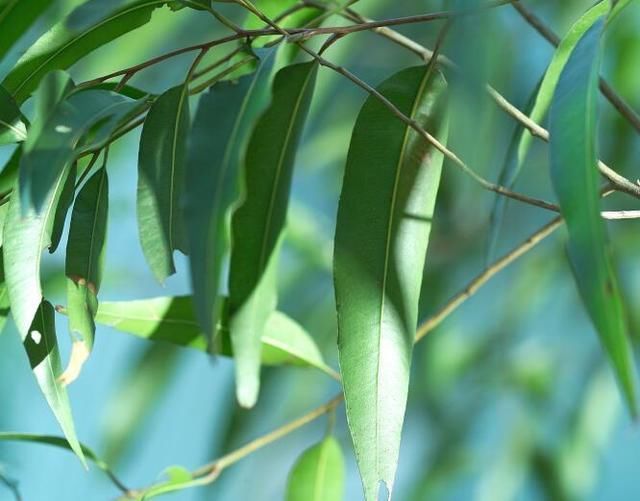 脸上有螨虫,4个问题会出现,再不除螨,脸会是你的负担