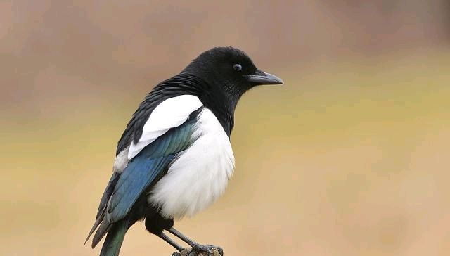  老鹰|农村这种小鸟，老鹰不敢招惹它，如今是新四害之一，农民很