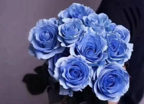  #冰雪#养花就养“高档玫瑰”冰雪皇后，冰清玉洁，芳香四溢，养花必备