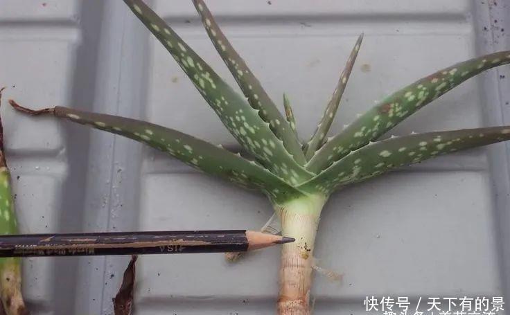 养护盆栽芦荟:盆栽芦荟的叶子变成褐色,“对症下药”能快速恢复翠绿
