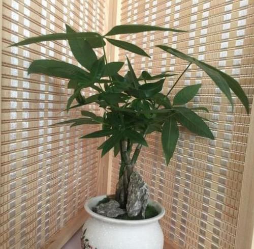  「吸收」客厅盆栽花选2种植物做盆景，既好看又招财，连净化器都省了