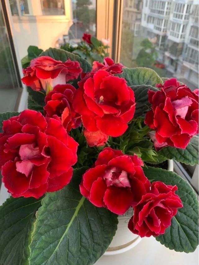  『光照』30种耐阴花，室内光照不佳，也能全年开花