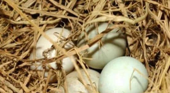 农村正在消失的7种“野味”，如今越来越少了，图6一捡就是一窝