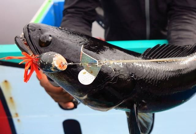 中国路亚钓鱼人远征苏门答腊，前去消灭泛滥成灾的金线多曼鱼