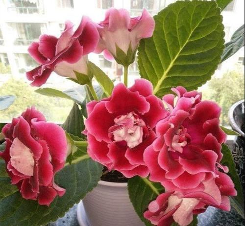  【牡丹】一种“地皮花”，比牡丹美，比月季靓，阳台养几盆，一开200天
