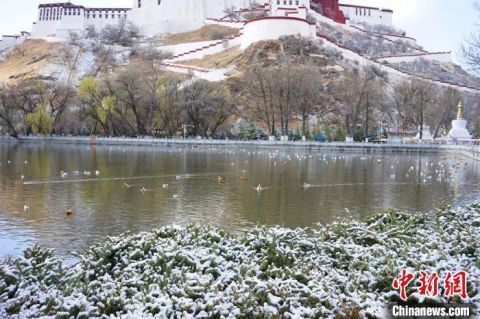  『拉萨』古城拉萨迎4月首场春雪