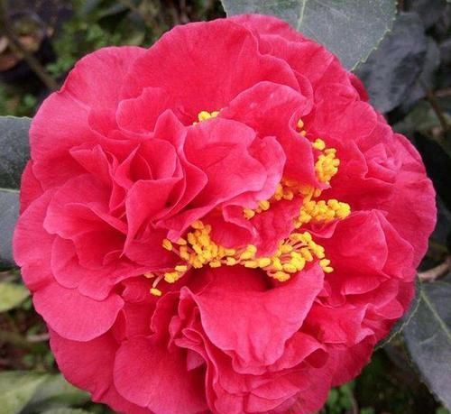  『源于』此花，源于美国，花型九心十八瓣，花大色红，香气袭人，值得拥有