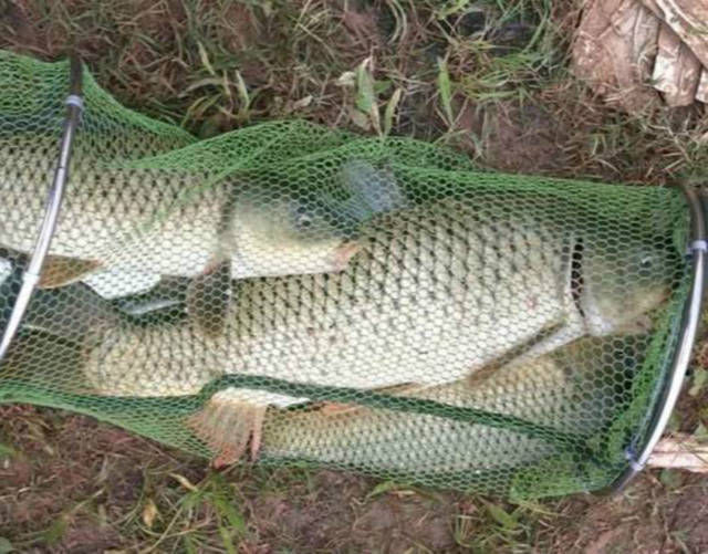  「还要」野钓大鲤鱼最重要的两点是什么？窝料要舍得打，还要有耐心才行！
