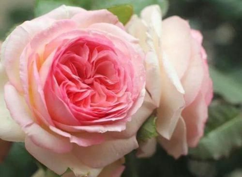  【家里】家里就养3种花，美成花园，漂亮花朵，朵朵迷人！