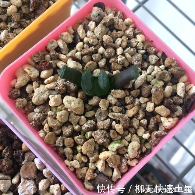  『植物』春天买的多肉植物们，花了几百块，不知道亏了吗