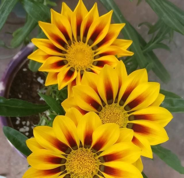  『盆栽』此种盆栽植物,花期超半年,花色绚丽,而且很好养,阳台也能种