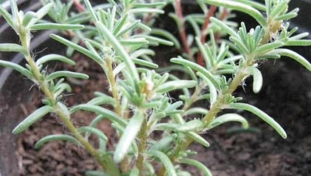  「不用」这5种花不用买，一个枝条放土里，一年长满盆，枝繁叶茂又养眼