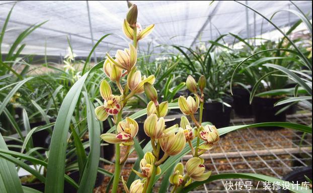  【送植料】9块9的兰花可以养吗？不信邪，看花友们的倾诉，笑出了腹肌