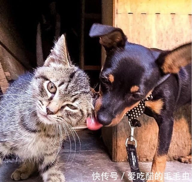 自古不和的猫狗可以一起养?猫狗混养的注意事