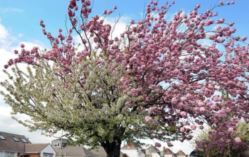  「嫁接」不嫁接的情况下，如何让一棵树开出两种不同颜色的花？