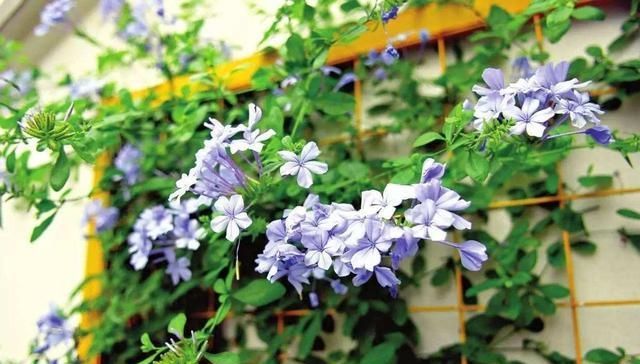  「蓝雪花」你的阳台离小花园差这3种花，种上后，给你带来不一样的生活感受