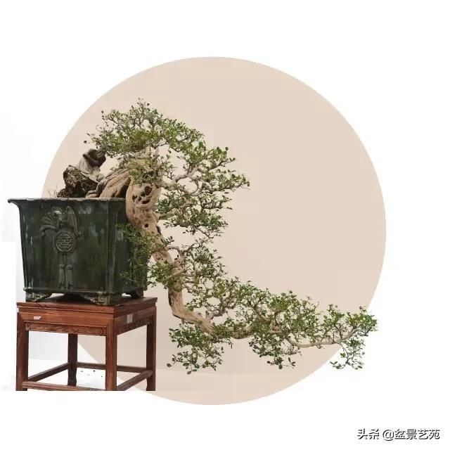  「成寸」盆景百态，缩地成寸