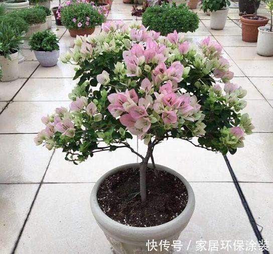  [花型]喜欢在家中养护漂亮的花卉，就养护花型特别，花色艳丽，容易开花