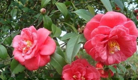  「富贵」几种经典名花，花开美艳绝伦，养家里，富贵满堂，好运连连