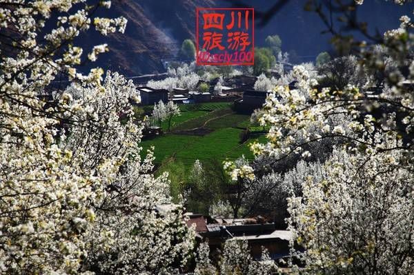 再过20天，中国将花开成海，错过再等一年