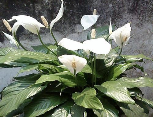  『旺盛』4种好看的“花卉”，放家里养能“净化空气”，生命力旺盛，好养